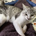 白サバの甘えん坊♂