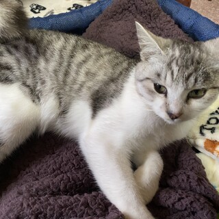 白サバの甘えん坊♂