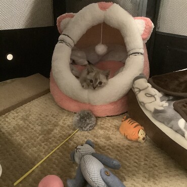 お気に入りのベッドで♪