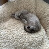 お兄ちゃんのベッドに寝ちゃえ
