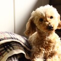 人が大好きでお利口トイプードルの　もくちゃん♪