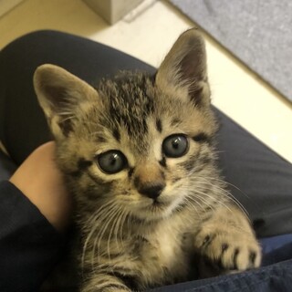 キジトラ*甘えん坊の男の子