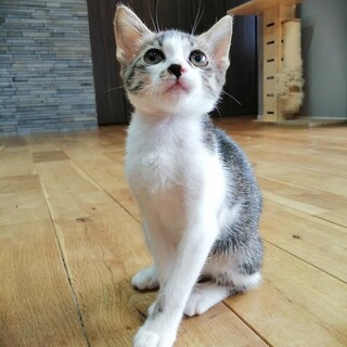 大きなお目目が可愛い白キジ黒ちゃん