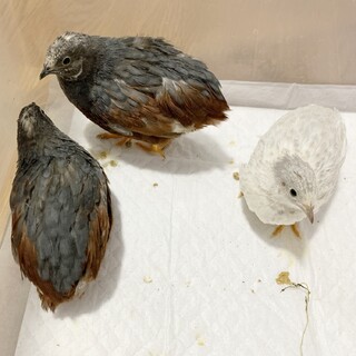 姫ウズラ　可愛がってください。