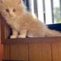 ノルウェージャンのよこっとび君