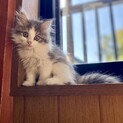 ノルウェージャンのかべうちちゃん