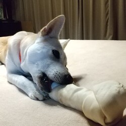 平和のために　骨ガム