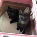 ブラックスモーク子猫