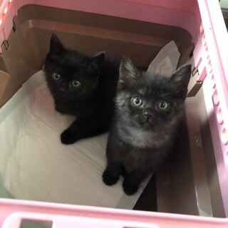 ブラックスモーク子猫