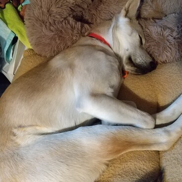 ふわもこ枕でZZZ・・・