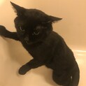 マンチカンのオス猫
