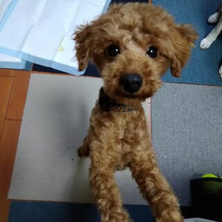 とっても元気！今青春真っ只中のマーシャル君