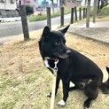 おとなしい女の子　雑種メス5歳くらい里親さん募集！