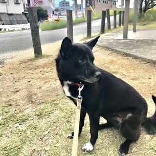 おとなしい女の子　雑種メス5歳くらい里親さん募集！