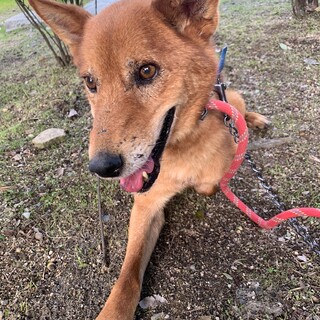 三本脚で必死に生きてきた幸多(こうた)くん