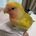 コザクラインコ　応募ありがとうございました