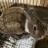 マロン3歳オス、ミニウサギ。 サムネイル2