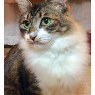 胸元モフモフのナッちゃん