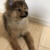 マロ