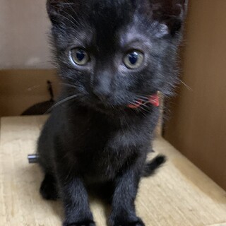 保護した仔猫