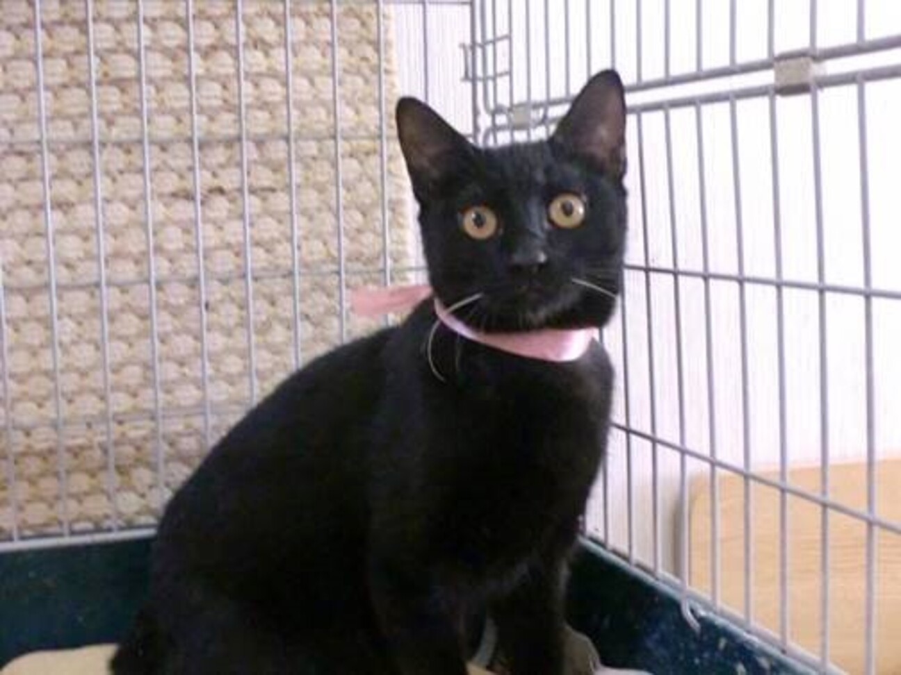 猫初心者向け 幸運の招き 東京都 猫の里親募集 ペットのおうち 月間利用者150万人