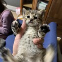キジトラの赤ちゃん猫　一匹から譲渡可能です。