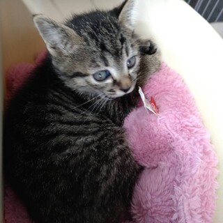 【里親決定】ありがとうございました！