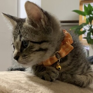 保護した仔猫