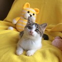 もっちりルルくん