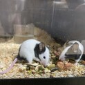 パンダマウス♂里親募集