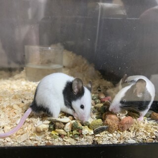 パンダマウス♂里親募集