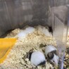 パンダマウス♂里親募集 サムネイル2