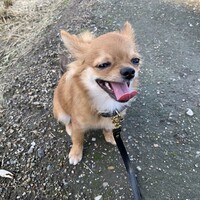 茶々丸