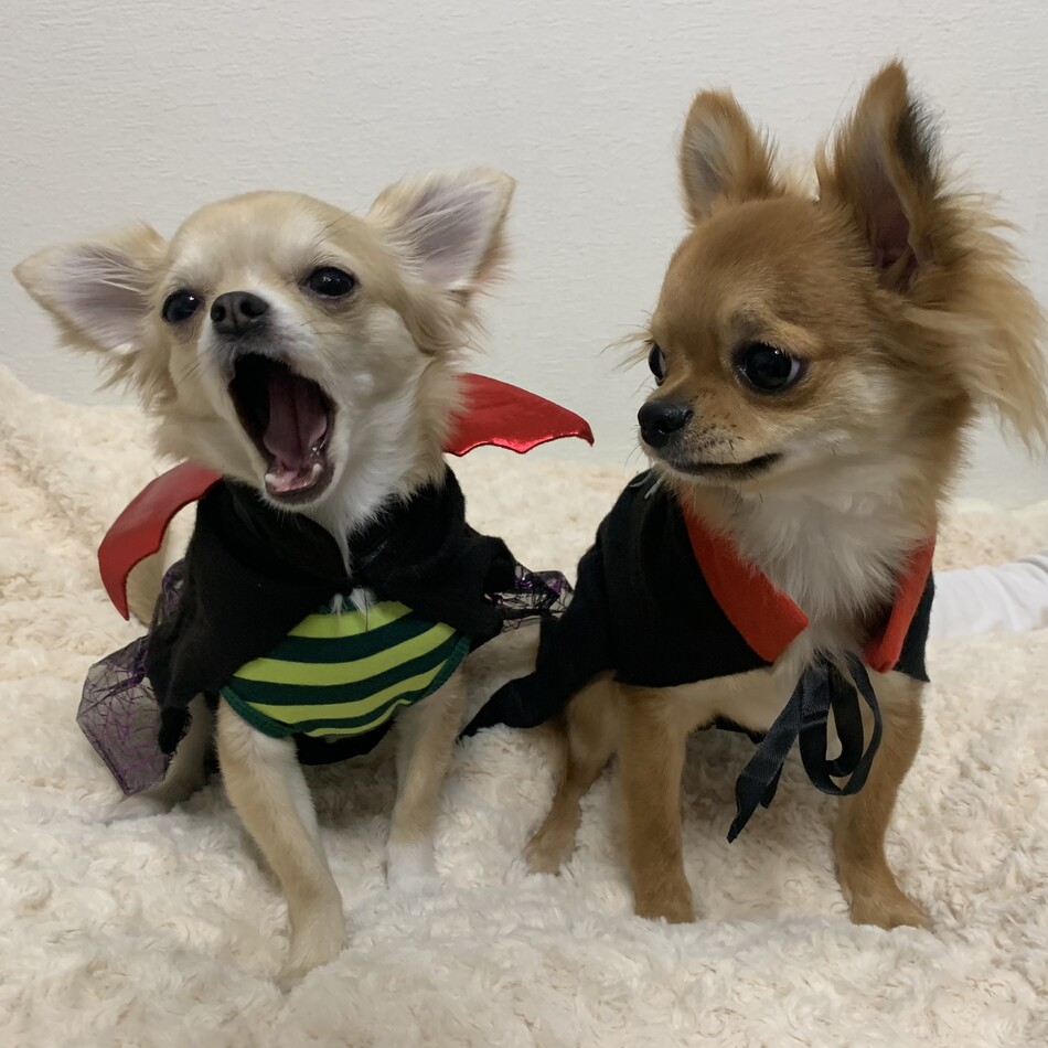 茶々丸のカバー写真