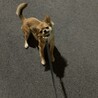 散歩中に電車の音が聞こえると途端にお散歩拒否丸になります