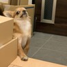玄関の段差が登れず必死に背伸び