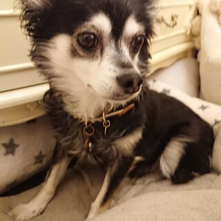 ナルちゃんに穏やかな余生と生きる喜びを