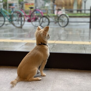 番犬