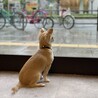 番犬