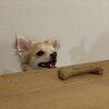 の写真