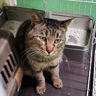 一般譲渡されました ありがとうございました