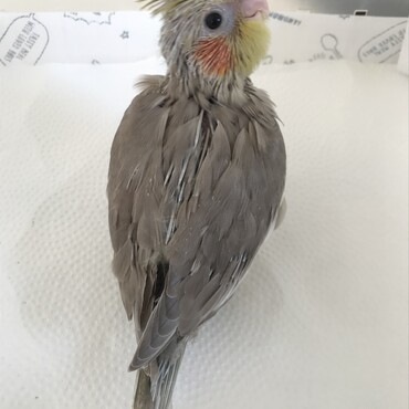 ふわふわ羽が生えました。