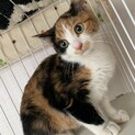 【小平市】募集停止！三毛猫の楓ちゃん