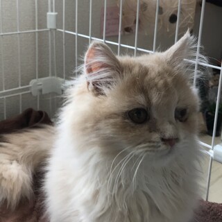 ノルウェージャン5〜6か月オス