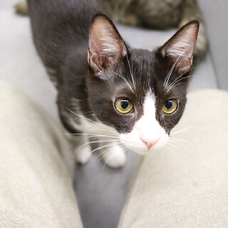 【四ヶ月♂】大型犬とも！人間大好き、シェビ君