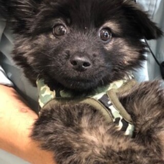 ちびっこルルお見合い予定です