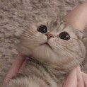 スコティッシュフォールド　ソイちゃん