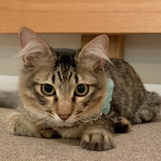 ゴロスリ君！半長毛の美猫！