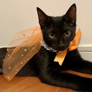 12/5譲渡会❣️抱っこ＆先住猫大好き❣️