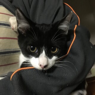 元気な保護猫てわす